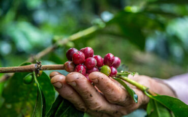 closeup-shot-male-hand-picking-cherry-red-coffee-beans-tree