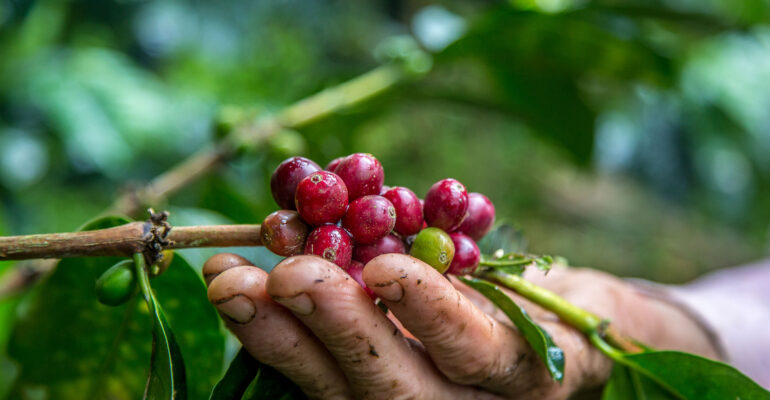 closeup-shot-male-hand-picking-cherry-red-coffee-beans-tree