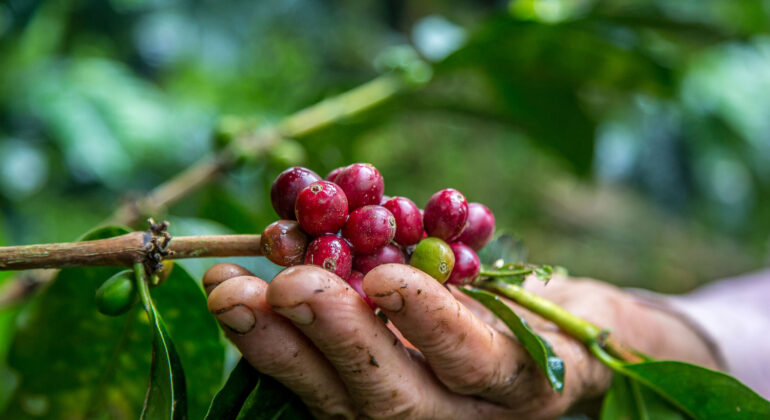 closeup-shot-male-hand-picking-cherry-red-coffee-beans-tree