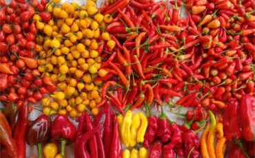 ONLINE COVER VOL.5 NO.1