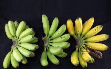 ONLINE COVER VOL.5 NO.2_