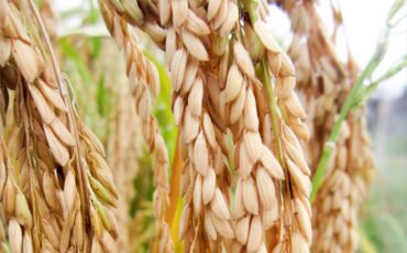 ONLINE COVER VOL.5 NO.3